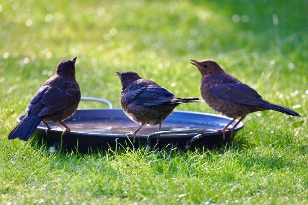 'Bird Bath' by Malcolm Emmett of Windsor u3a