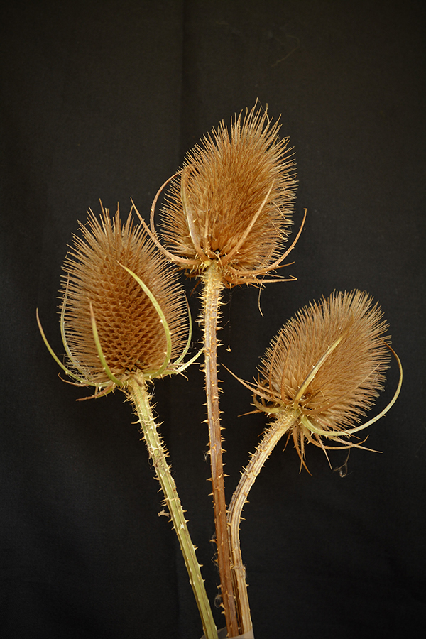 'Teasels' by Pamela Martin of Balsall Common U3A