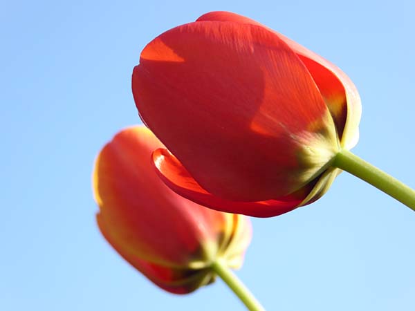 'Tulips' by Christine Garrity of Mawdesley Villages U3A