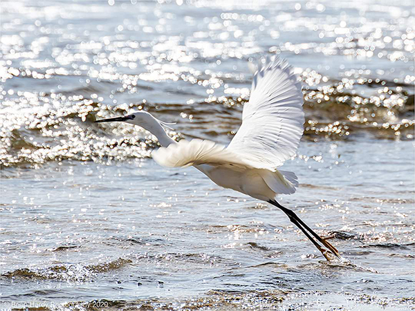 'Take off' by Brian Hardy of Peterborough U3A