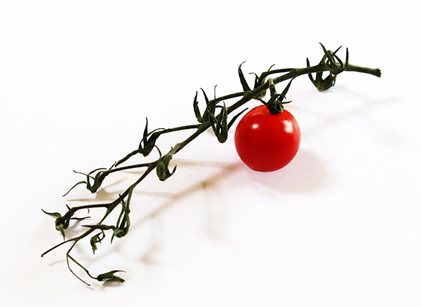 'Tomato' by Jonathan Ruddle Hartley Wintney & District U3A