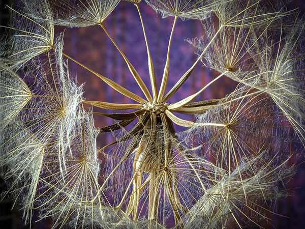 'Dandelion Clock' by Rosemary Gibbs of Rugby U3A