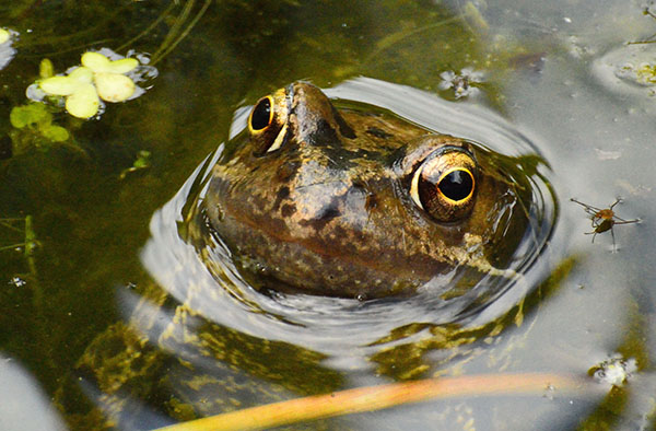 'Frog' by Peter Marrs of Droitwich Spa & District U3A