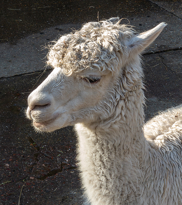 'Alpaca' by Brian Snelson of Hockley & Hawkwell U3A