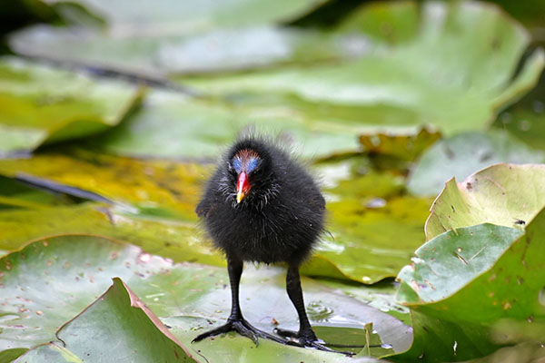 'Young Moorhen' by Malcolm Emmett of Windsor & District U3A