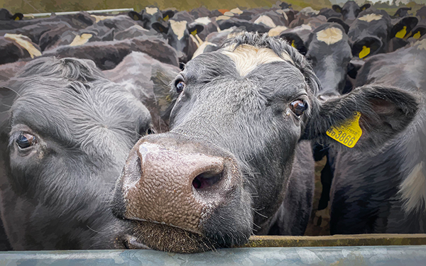 'Cows' by Rosemary Gibbs of Rugby U3A