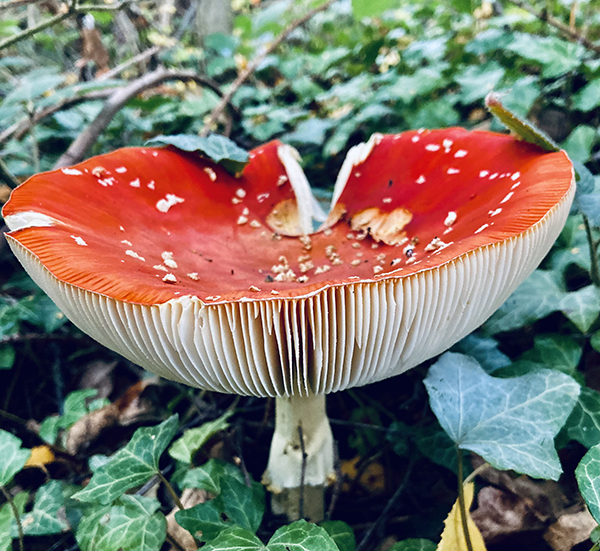 'Fly agaric' by Trish McGregor of Sleaford U3A