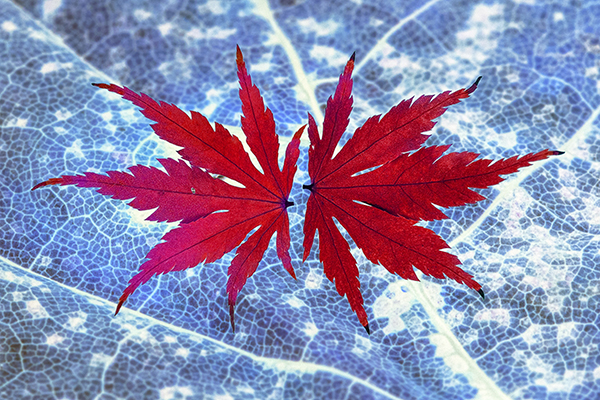 'Acer leaves' by Brendan Gillan of Ballymoney U3A