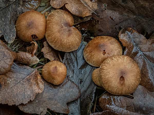 'Fungi' by Christine Burns of Hartley Wintney & District U3A