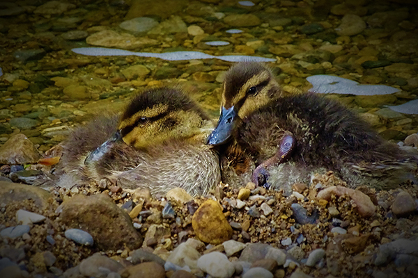 'Ducklings' by Mike Clunes of Ripon & District U3A