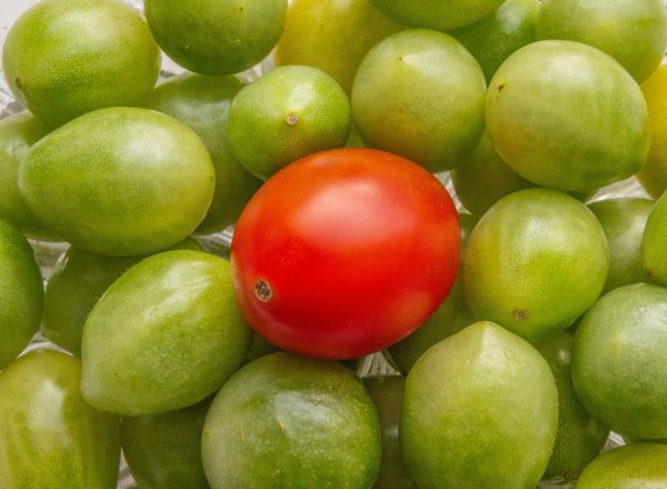'One Ripe Plum Tomato' by Peter Marrs of Droitwich Spa & District