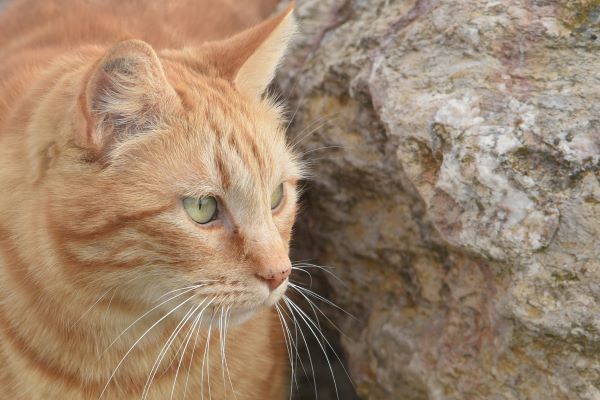 'Soft Fur - Hard Rock' by Phil Self of Sleaford u3a