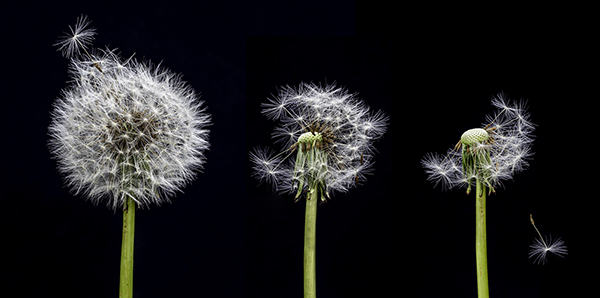 'Going, going, gone' by Jo Cleall of Harlow u3a