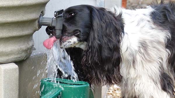 'Izzi' by Jennifer Roberts of Honiton u3a