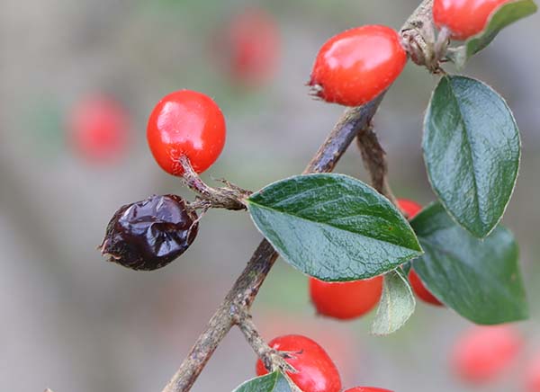 'Old berry, new berry' by John Owen of Worcester Area Group u3a