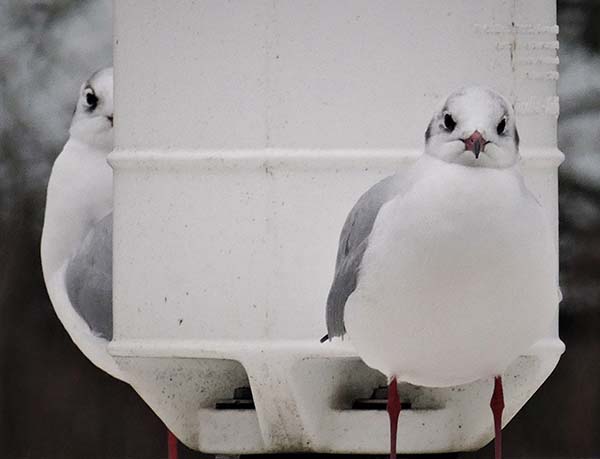 'Sea Birds Seen' by Angela Owen of Worcester Area Group u3a