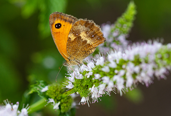 'Butterfly' by Carol Andrews of Haywards Heath U3A