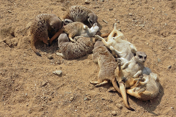 'Enjoying the Summer Sun' by Jim Melville of Balsall Common U3A