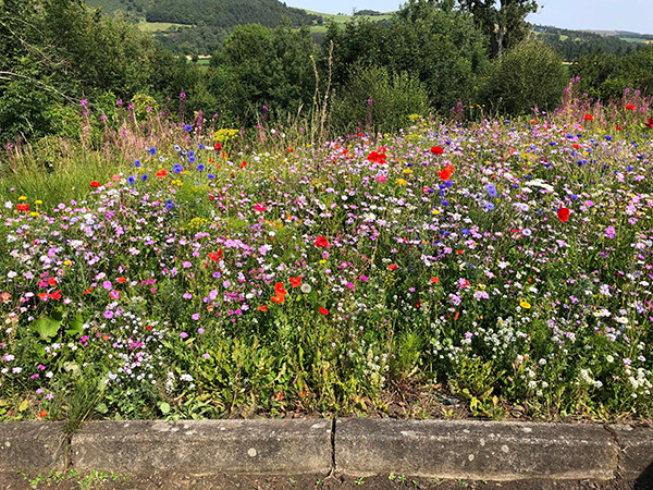 'Wildflowers' by Steve Morris of Morpeth U3A