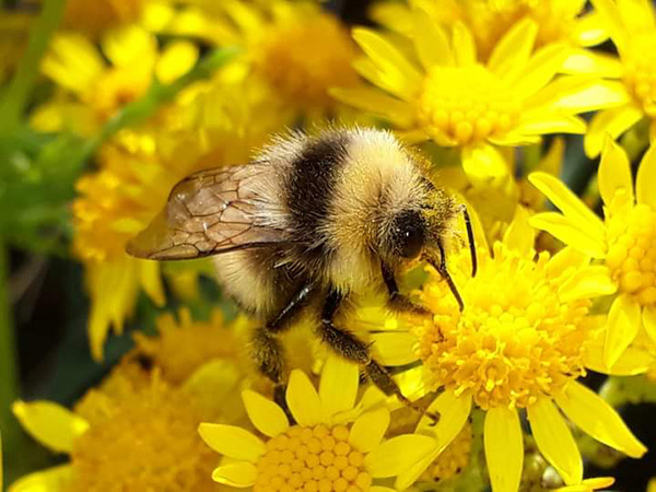 'Foraging bee' by Kathleen Smith of Turriff & District U3A