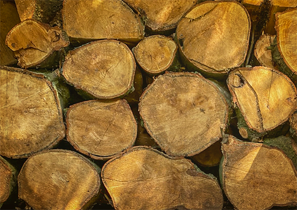 'Woodpile' by Jill Cornwell of Hartley Wintney & District u3a