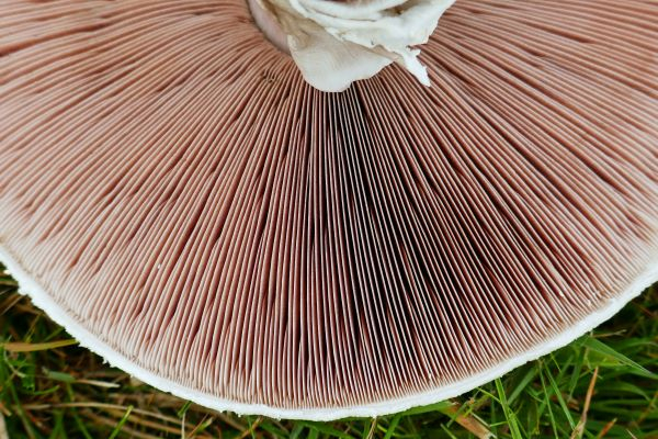 'Mushroom' by Marion Clark of Newquay u3a