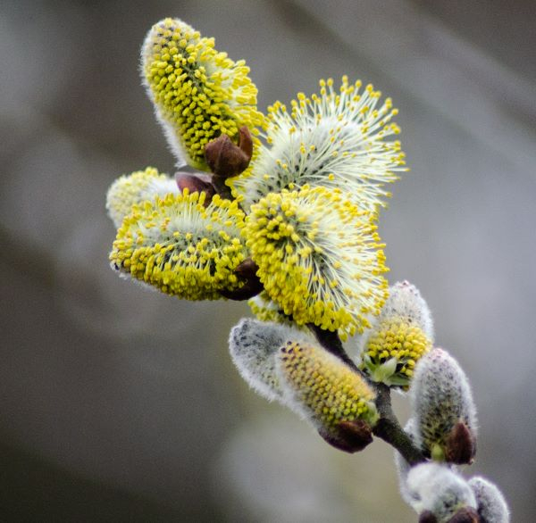 Spring Forward by John Hope of Bracknell u3a