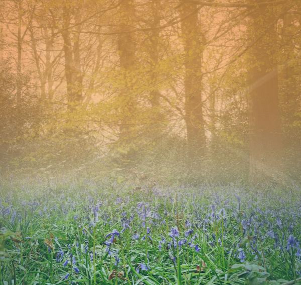 'Wood Light' by David Pechey of Bramhall u3a