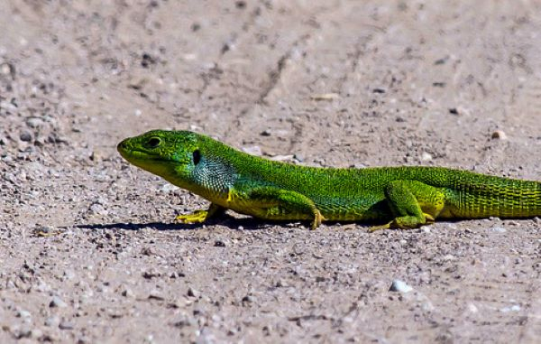 'Balkan Green Lizard' by Derek Oakley of Droitwich Spa u3a