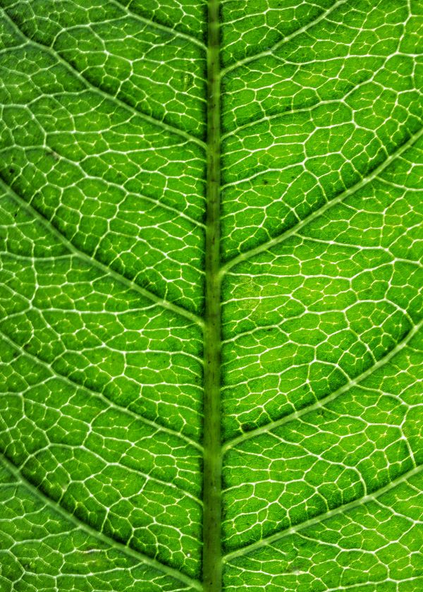 'Rose Leaf' by Bob Robertson of Sutton Coldfield u3a