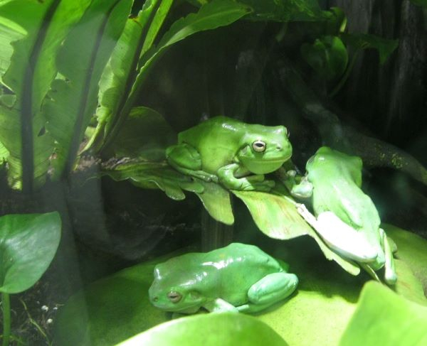 'Amphibians' by Carol Donald of Wearside u3a