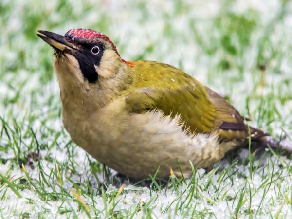 'Green Woodpecker' by Janet Oakley of Droitwich Spa u3a