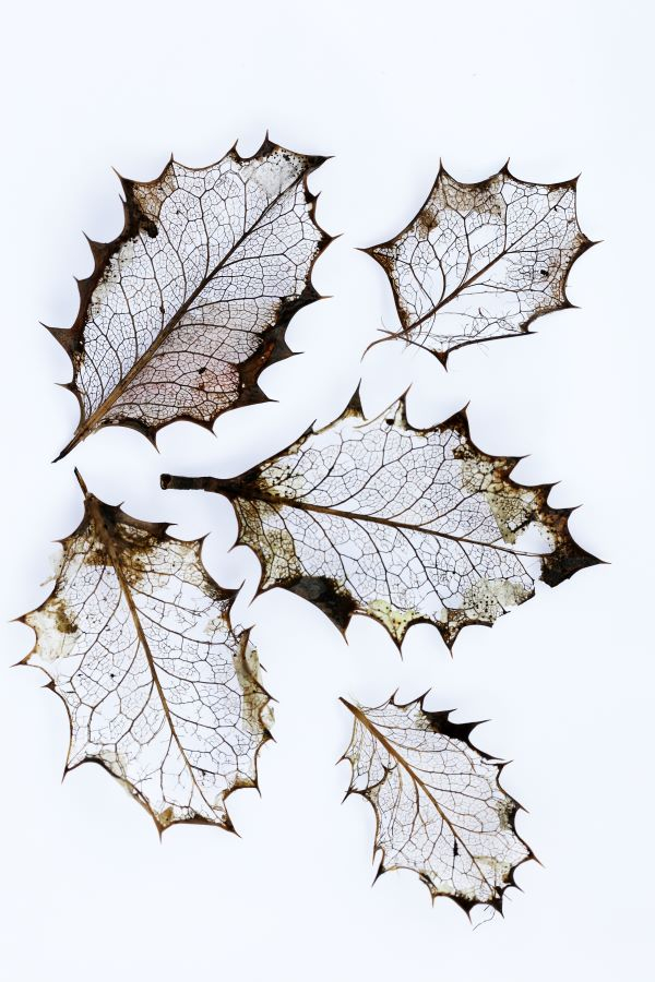 'Holly' by Janet Rutter of Devizes & District u3a