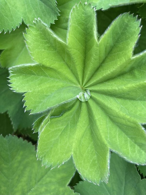 'Caught in the Folds of a Leaf' by.Karen Coates of Solihull Central u3a