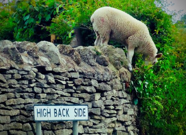 'Sheep Escapee' by Karen Coates of Balsall Common u3a