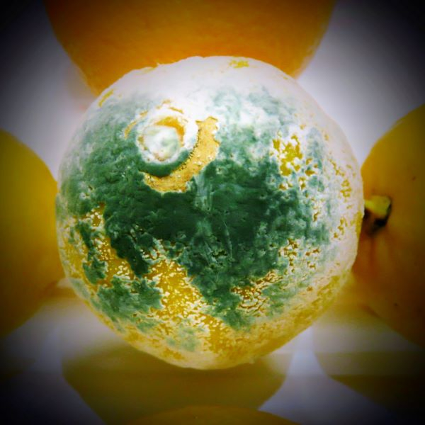 'The Green Planet' by Mike Taylor of Dundee u3a