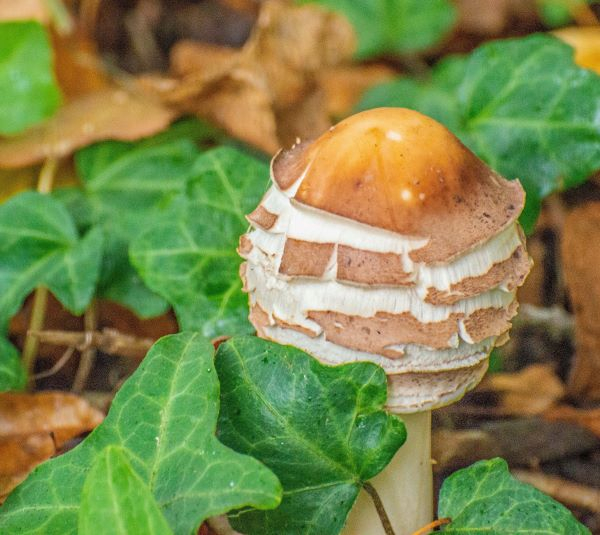 'Beauty Of Nature' by Peter Marrs of Droitwich Spa & District u3a