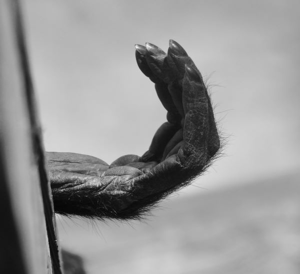 'Colchester Zoo' by Graham Wood of Sidcup u3a