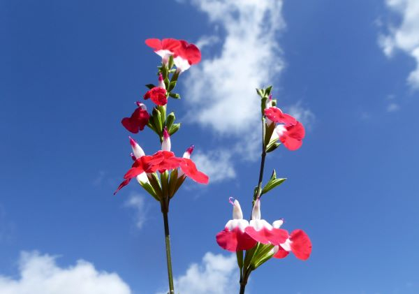 'Hot Lips' by Edwin Wallace, Sidcup u3a