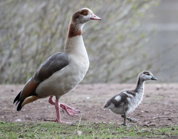 'Stepping Out' by Ann Hooley of Ruddington u3a